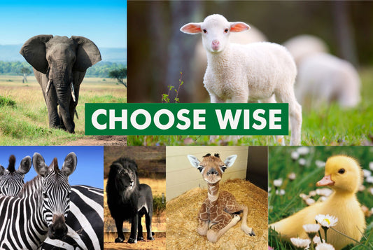 Looking for a way to start a vegan lifestyle?