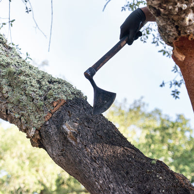 Cork Harvest 2024: A Closer Look at Unique Process