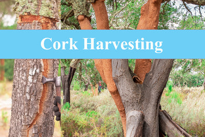 How Cork Is Harvested
