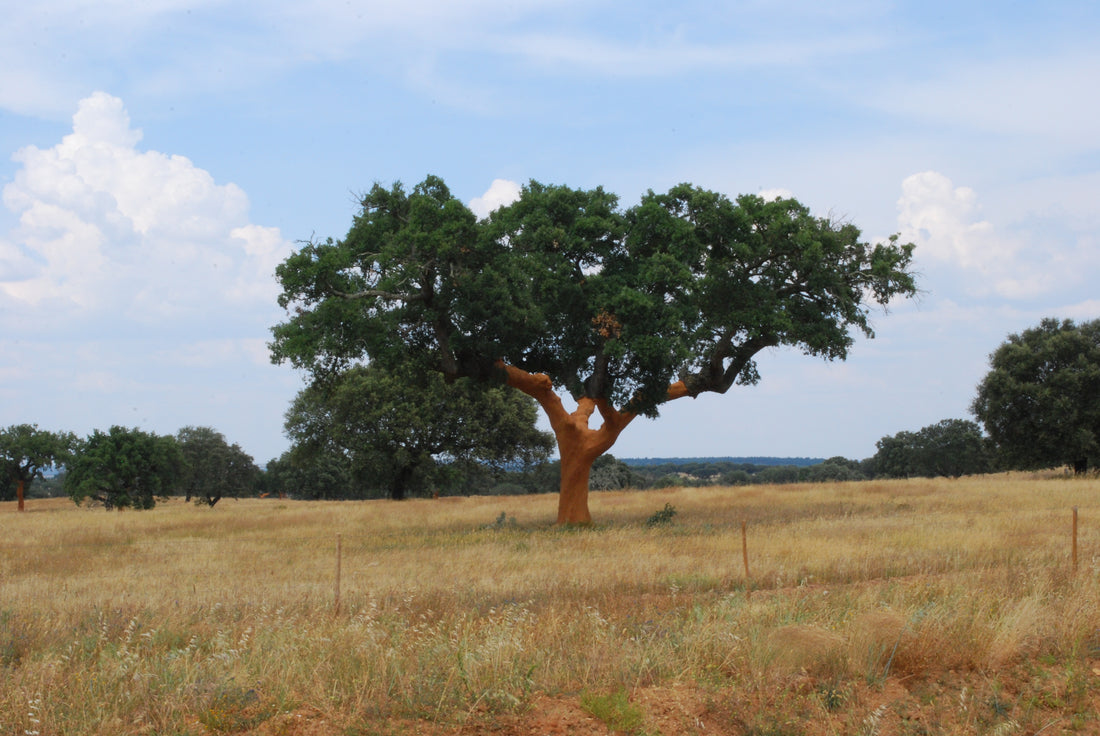 The Magic of Nature’s Design