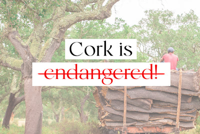 The Cork Oak Tree is NOT Endangered
