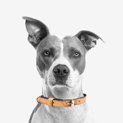 Cork Dog Collar -Comfortable L-535